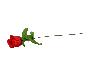 Schießbudenblume, rote Rose, Länge 45 cm, 1 Stück
